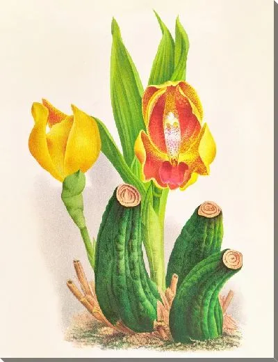 Картина Ангулоа Руккери вар медиа (1885–1906)