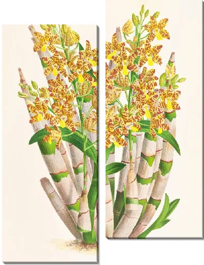 Картина Анселлия конголезская (1885-1906)