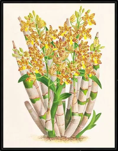 Картина Анселлия конголезская (1885-1906)