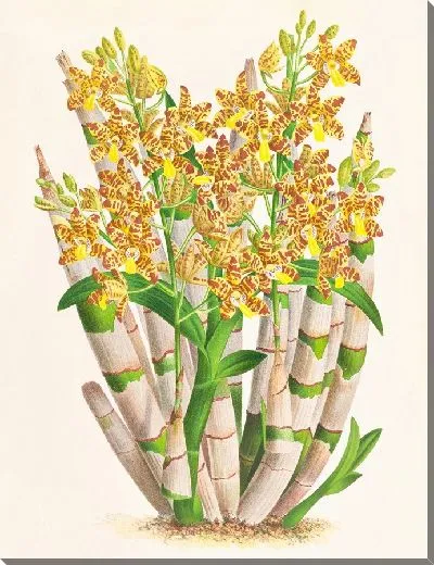 Картина Анселлия конголезская (1885-1906)