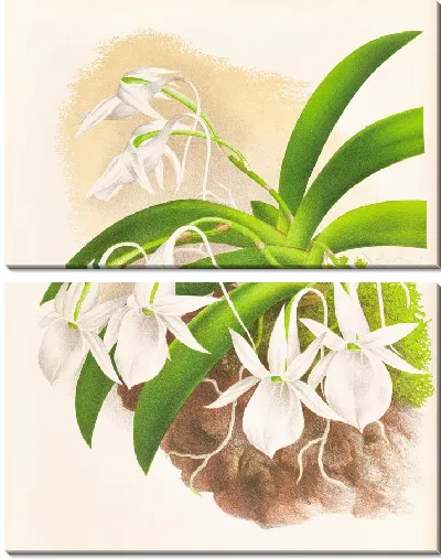 Картина Аэрантус Леонис (1885-1906)