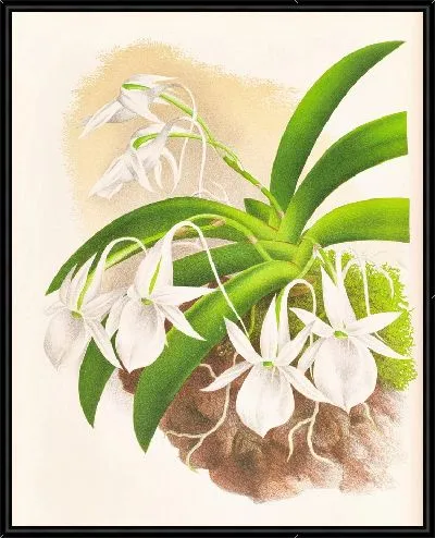 Картина Аэрантус Леонис (1885-1906)
