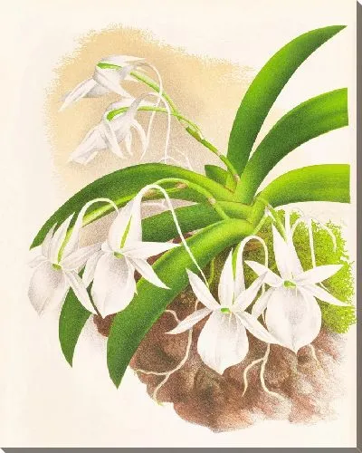 Картина Аэрантус Леонис (1885-1906)