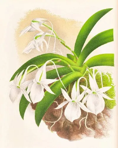 Картина Аэрантус Леонис (1885-1906)