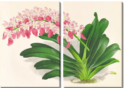 Картина Аэридес пятнистый (1885-1906)