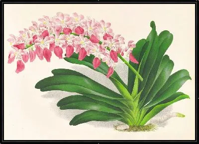 Картина Аэридес пятнистый (1885-1906)