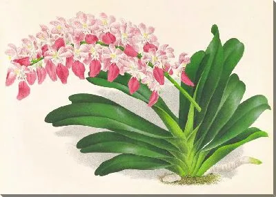 Картина Аэридес пятнистый (1885-1906)