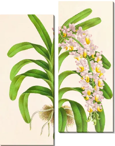 Картина Аэридес Рейхенбах (1885-1906)