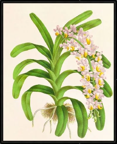 Картина Аэридес Рейхенбах (1885-1906)
