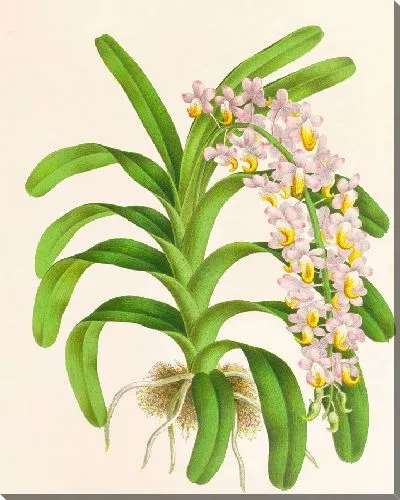 Картина Аэридес Рейхенбах (1885-1906)