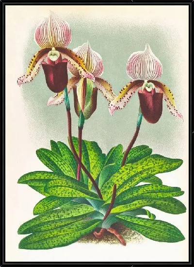 Картина Башмачок бородатый (1885-1906)