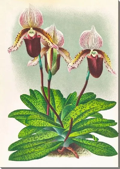 Картина Башмачок бородатый (1885-1906)