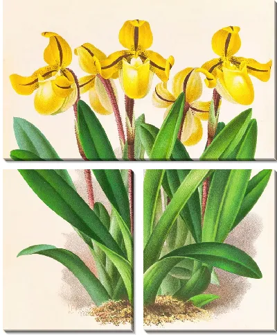 Картина Башмачок Друри (1885-1906)