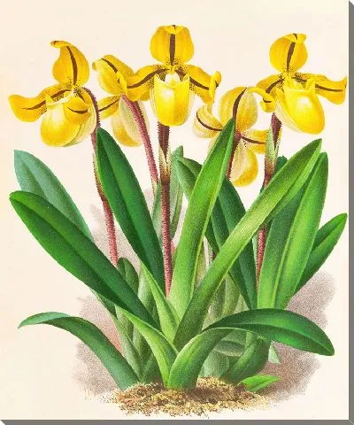 Картина Башмачок Друри (1885-1906)