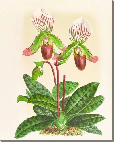 Картина Башмачок мозолистый (1885-1906)