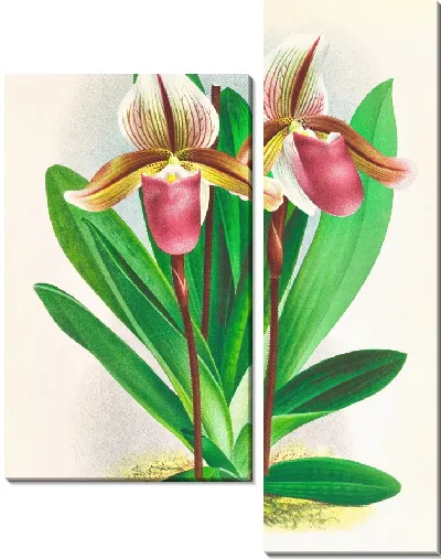 Картина Башмачок обыкновенный (1885-1906)