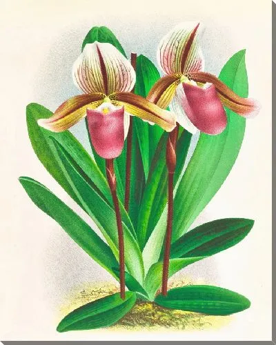 Картина Башмачок обыкновенный (1885-1906)