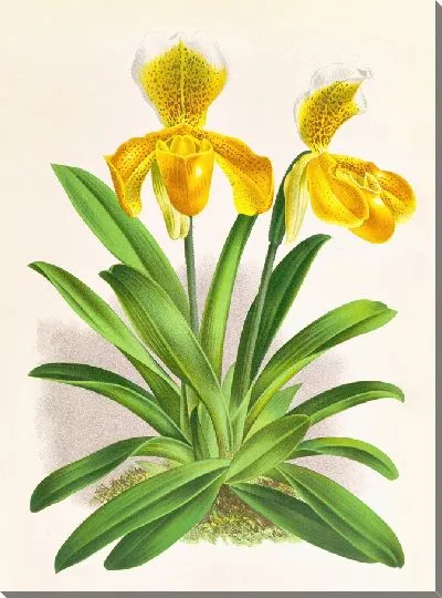 Картина Башмачок Саллиери (1885-1906)