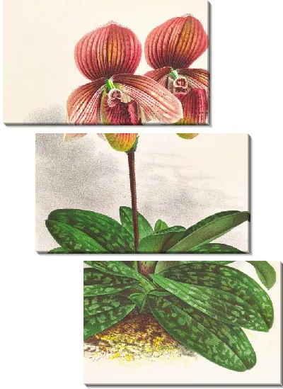 Картина Башмачок тесселлатум (1885-1906)