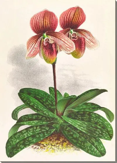 Картина Башмачок тесселлатум (1885-1906)