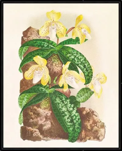 Картина Башмачок тонкинский (1885-1906)