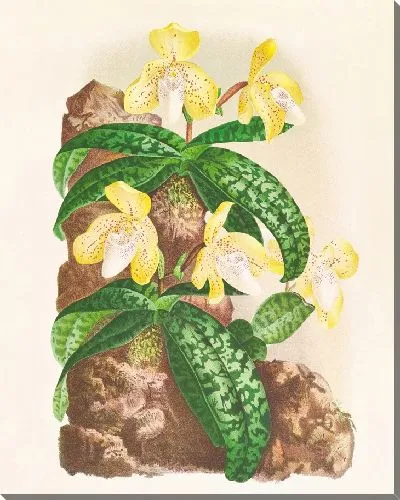 Картина Башмачок тонкинский (1885-1906)