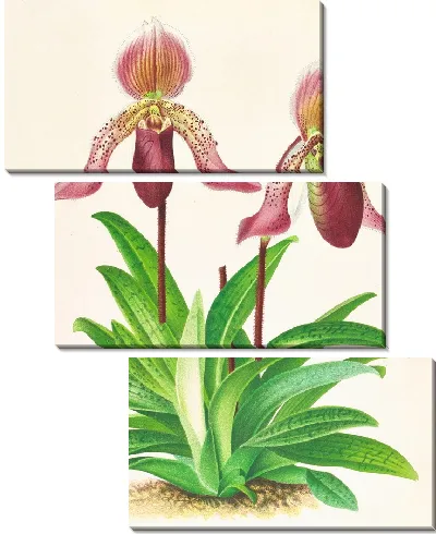 Картина Башмачок Фразера (1885-1906)