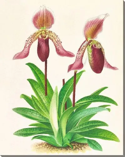 Картина Башмачок Фразера (1885-1906)