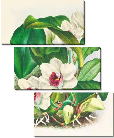 Картина Бифренария Харрисония (1885-1906)