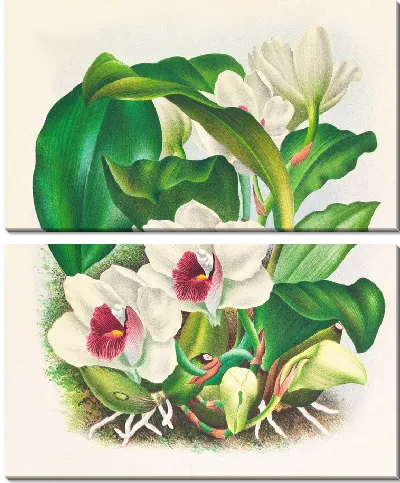 Картина Бифренария Харрисония (1885-1906)