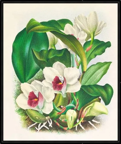 Картина Бифренария Харрисония (1885-1906)