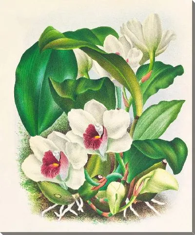 Картина Бифренария Харрисония (1885-1906)