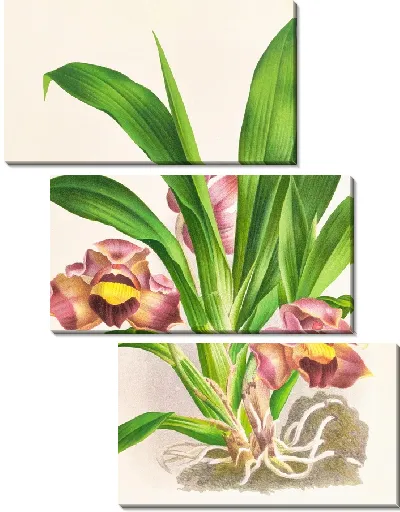 Картина Боллея подушковидная (1885-1906)