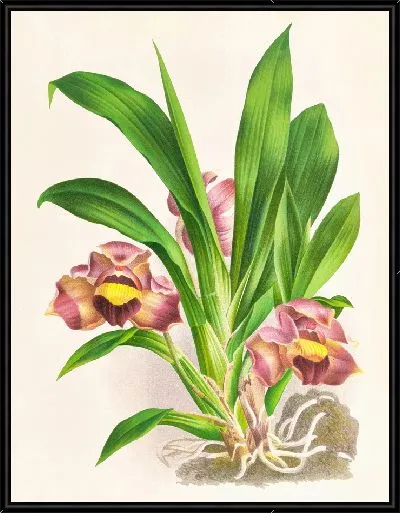 Картина Боллея подушковидная (1885-1906)