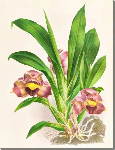 Картина Боллея подушковидная (1885-1906)