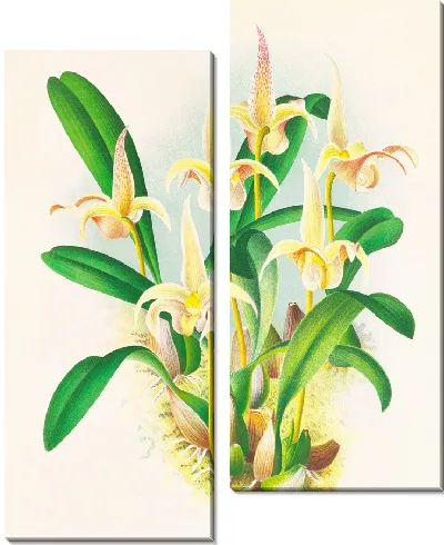 Картина Больбофиллум лоббист (1885-1906)