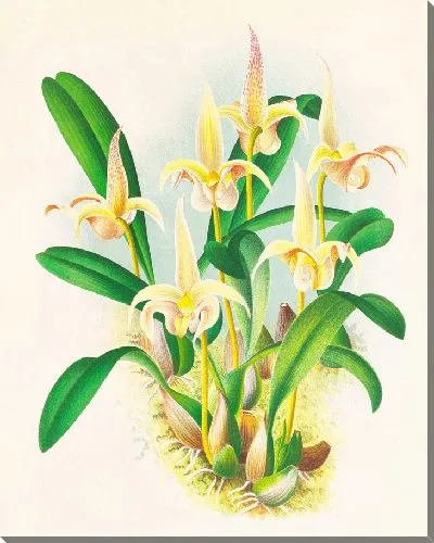 Картина Больбофиллум лоббист (1885-1906)