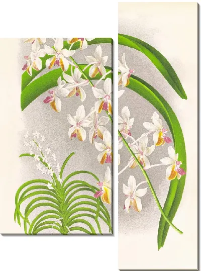 Картина Ванда Боксалли (1885-1906)