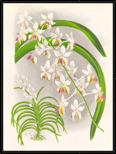 Картина Ванда Боксалли (1885-1906)