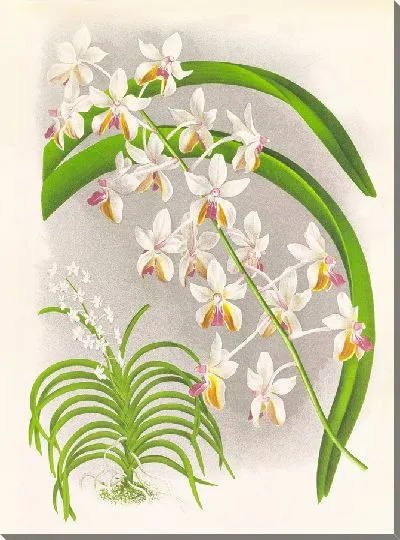 Картина Ванда Боксалли (1885-1906)