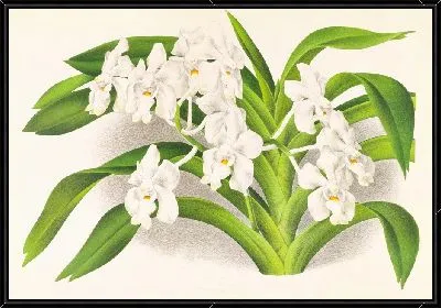 Картина Ванда денисонова (1885-1906)