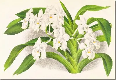 Картина Ванда денисонова (1885-1906)