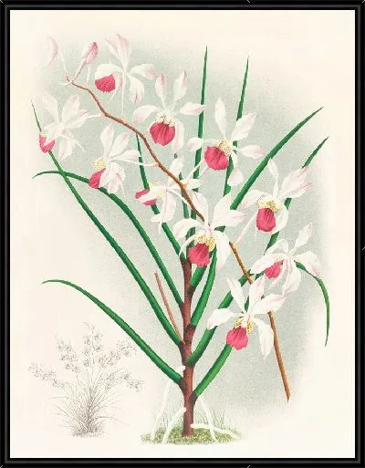 Картина Ванда Кимбаллиана (1885-1906)