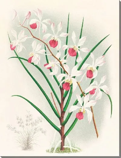 Картина Ванда Кимбаллиана (1885-1906)