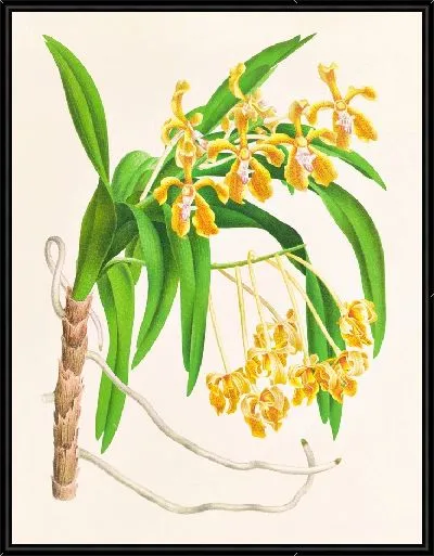 Картина Ванда Линдени (1885-1906)