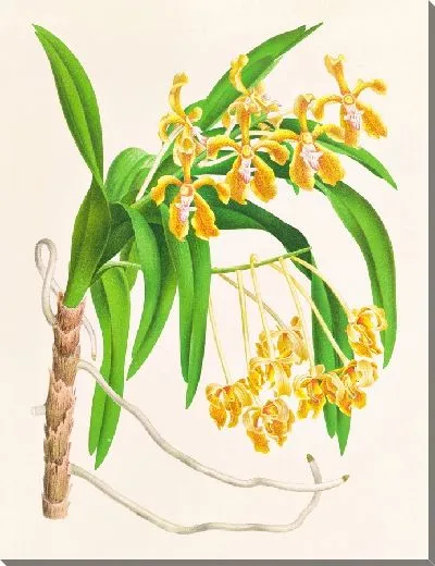 Картина Ванда Линдени (1885-1906)