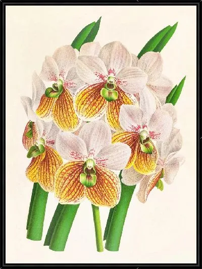 Картина Ванда Сандериана вар Лабелло Вириди (1885–1906)