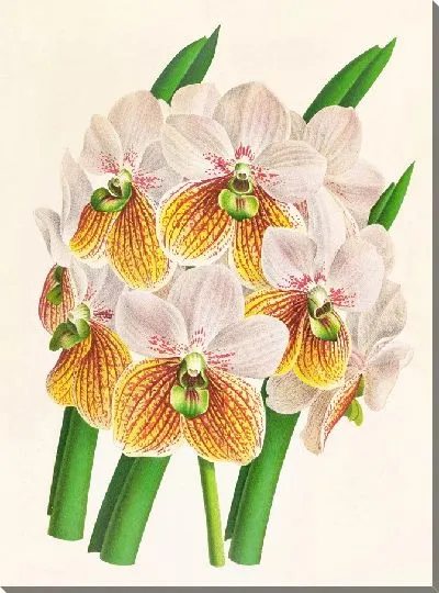 Картина Ванда Сандериана вар Лабелло Вириди (1885–1906)