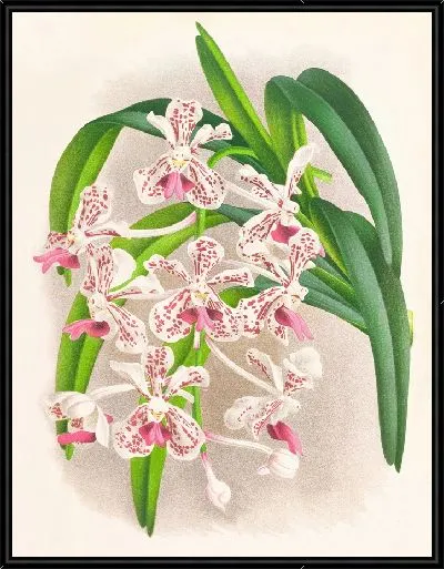Картина Ванда Суавис (1885-1906)