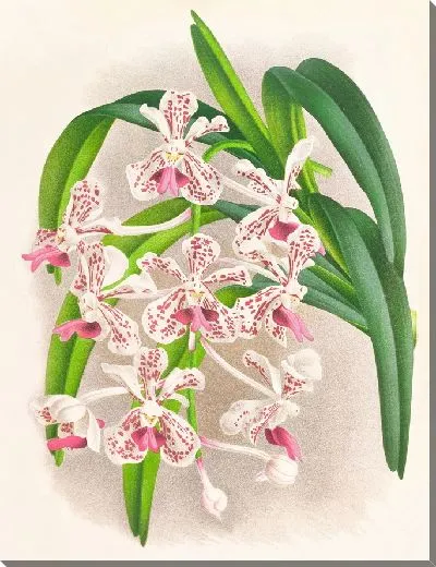 Картина Ванда Суавис (1885-1906)